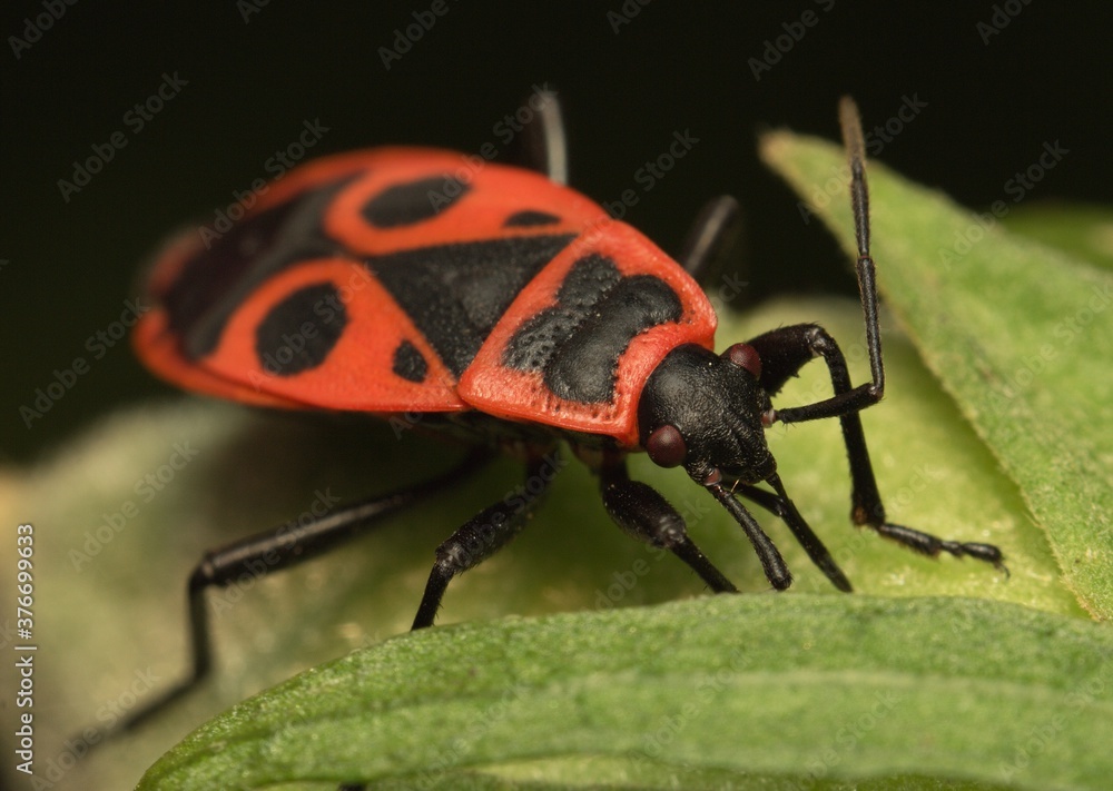 Fototapeta premium red black beetle on a leaf
