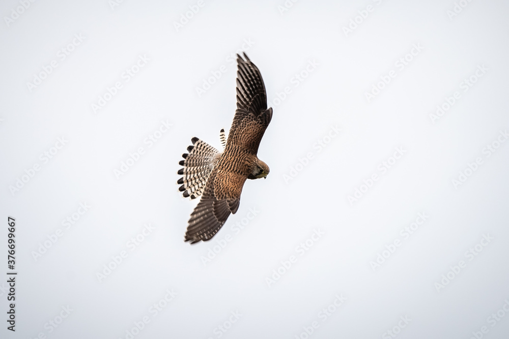 Fototapeta premium Turmfalke auf der Jagd, Tagesausflug nach Spiekeroog