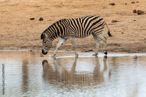 Z  bre de Burchell  Equus quagga burchelli  Parc national Kruger  Afrique du Sud