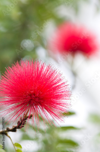 The name of this flower is Mimosa,Persian silk tree,Pink siris. Scientific name is Albizia julibrissin Durazz.