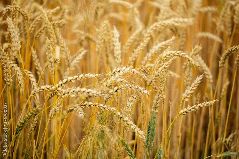Fototapeta premium Cereal field. Ears of golden wheat and barley close up. Background of ripening ears.