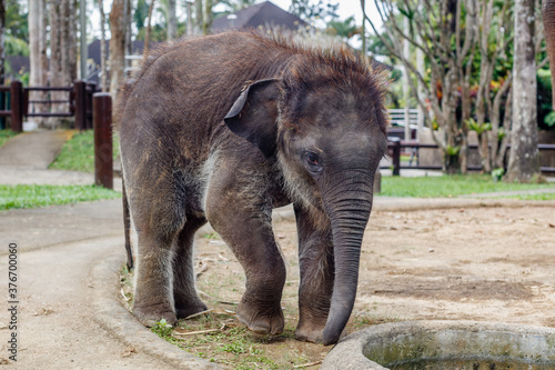 Critically endangered Sumatran elephant. Bali  Indonesia