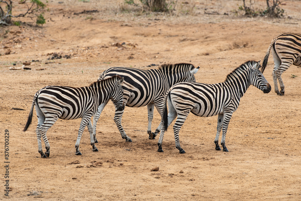 Zèbre de Burchell, Equus quagga burchelli, Parc national Kruger, Afrique du Sud Zèbre de Burchell, Equus quagga burchelli, Parc national Kruger, Afrique du Sud