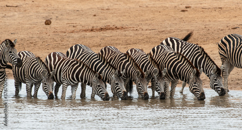 Cuadro en lienzo Zèbre de Burchell, Equus quagga burchelli, Parc national Kruger, Afrique du Sud