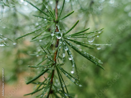 larch needles close up with raindrops