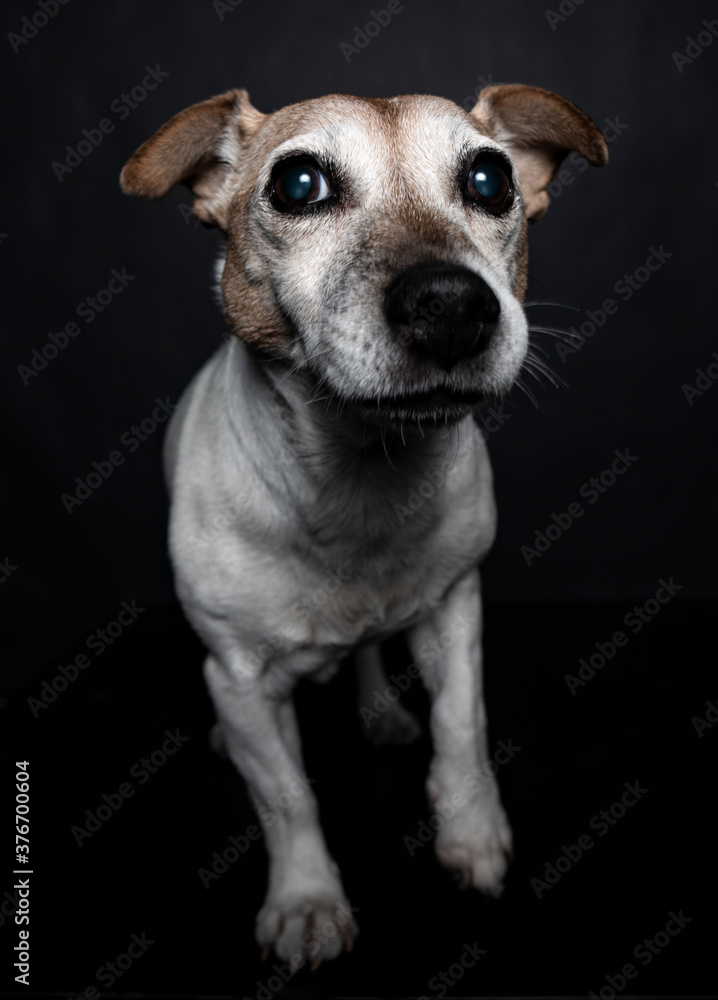 Portrait of a Jack Russel terrier