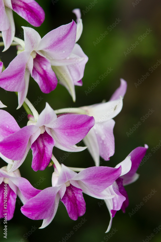 The scientific name of these flowers is Dendrobium.