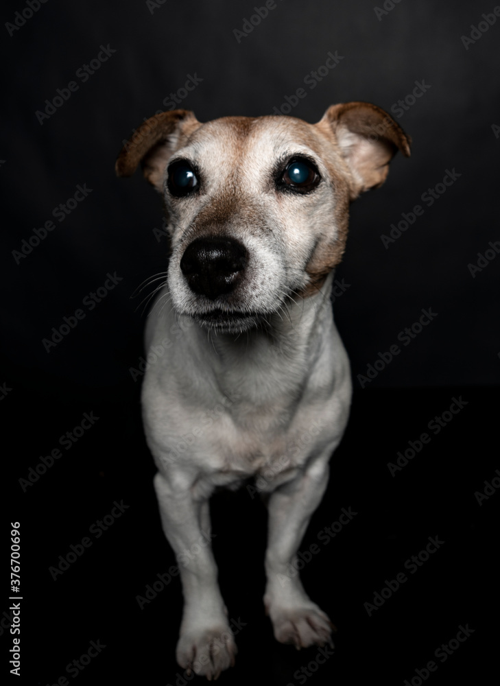 Portrait of a Jack Russel terrier Portrait of a Jack Russel terrier