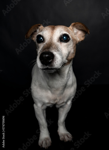 Portrait of a Jack Russel terrier