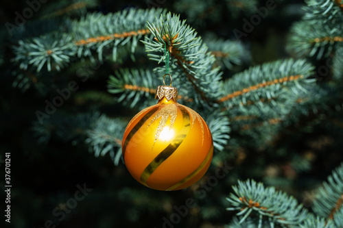 Round orange Christmas tree toy hanging on a blue spruce. Close up.