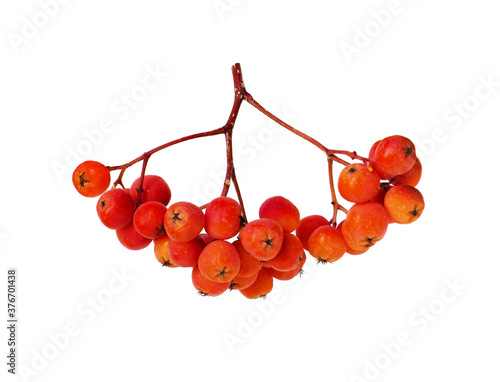 Orange autumn rowanberries