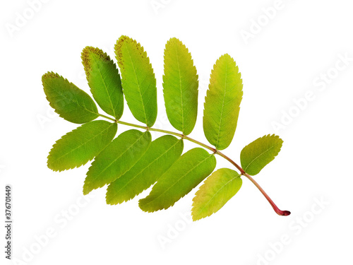 Green and yellow leaf of rowanberry tree