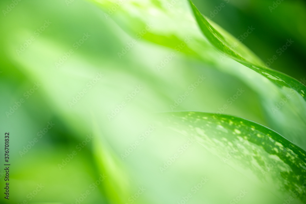 Nature of green leaf in garden at summer. Natural green leaves plants using as spring background cover page greenery environment ecology wallpaper Nature of green leaf in garden at summer. Natural green leaves plants using as spring background cover page greenery environment ecology wallpaper