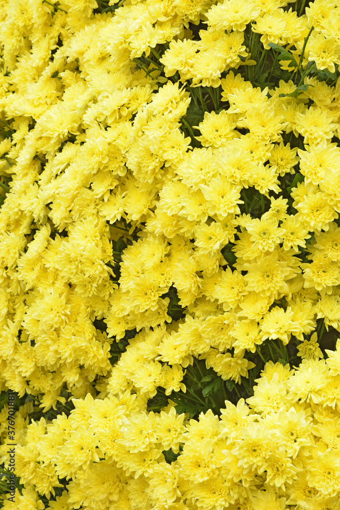 Flower arrangement with chrysanthemums.