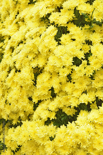 Obraz na płótnie Flower arrangement with chrysanthemums. w salonie