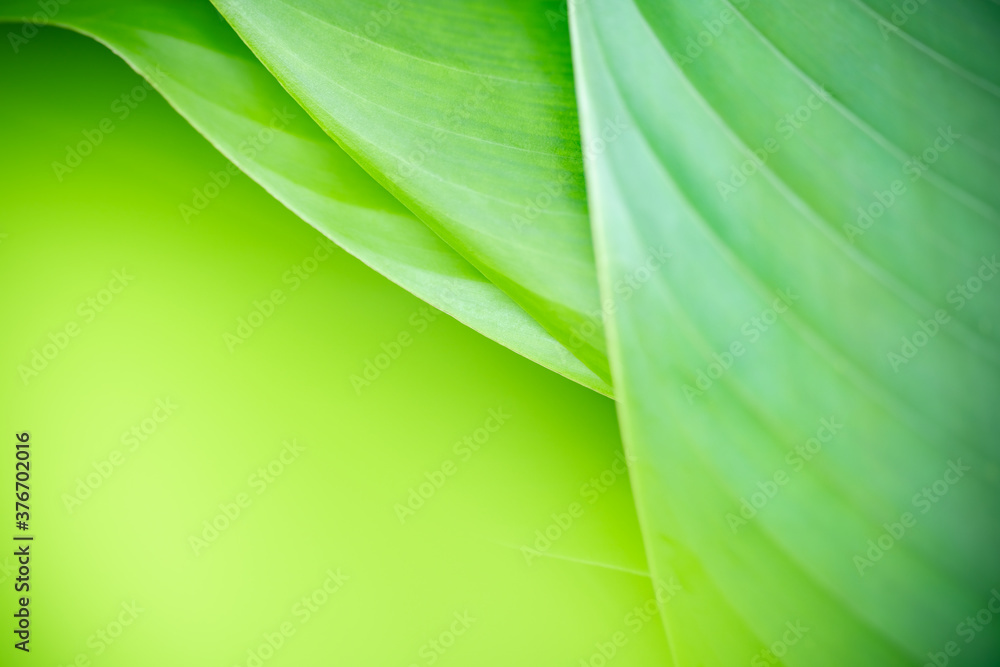 Obraz premium Nature of green leaf in garden at summer. Natural green leaves plants using as spring background cover page greenery environment ecology wallpaper