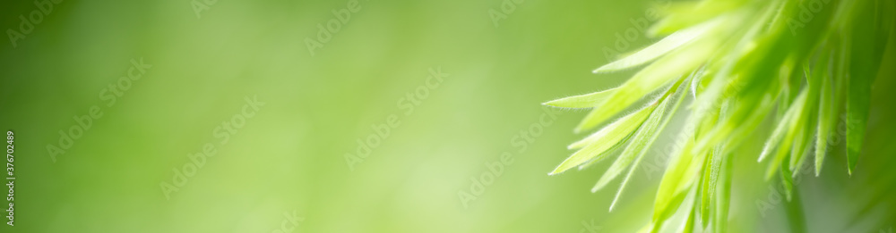 Nature of green leaf in garden at summer. Natural green leaves plants using as spring background cover page greenery environment ecology wallpaper Nature of green leaf in garden at summer. Natural green leaves plants using as spring background cover page greenery environment ecology wallpaper