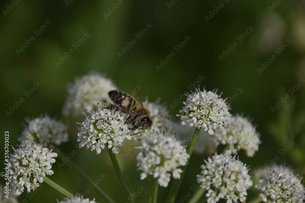 Abeille qui butine sur des fleurs Blanches Abeille qui butine sur des fleurs Blanches