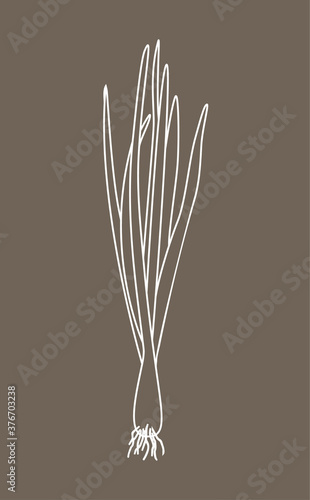 Sprouting onion isolated on beige background. Lined vector illustration