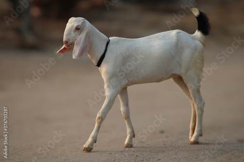 white goat standing in animal farm