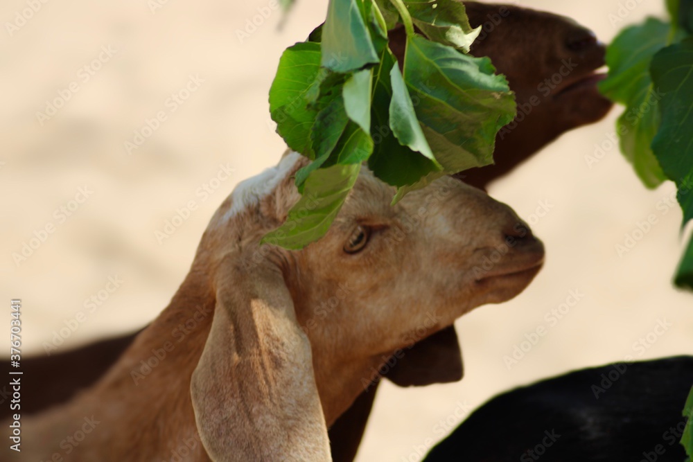 goats a dairy animal in the animal farm goats a dairy animal in the animal farm