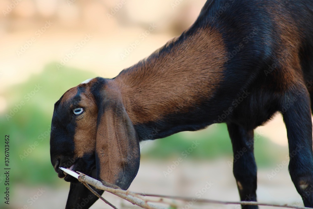 Naklejka premium goat head close view 