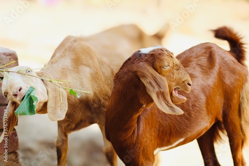goats lovely animal in animal farm