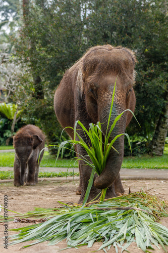 Critically endangered Sumatran elephants. Baby elephant seven month old. Bali  Indonesia
