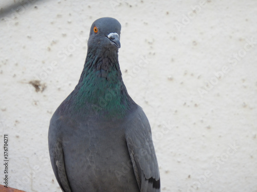 pigeon on the wall