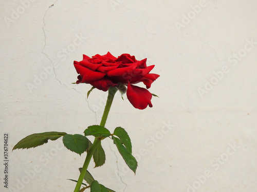 red rose flower