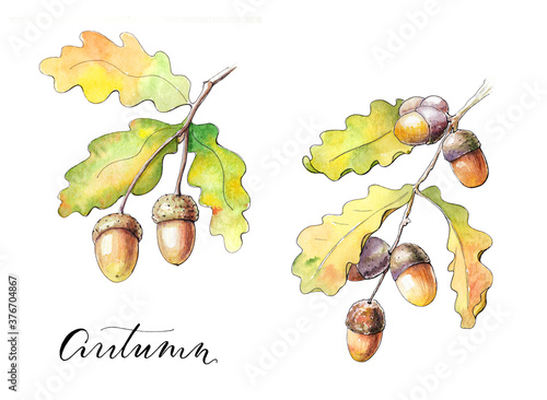 Watercolor acorn set . Autumn collection with the leaves isolated on a white background.
 photo