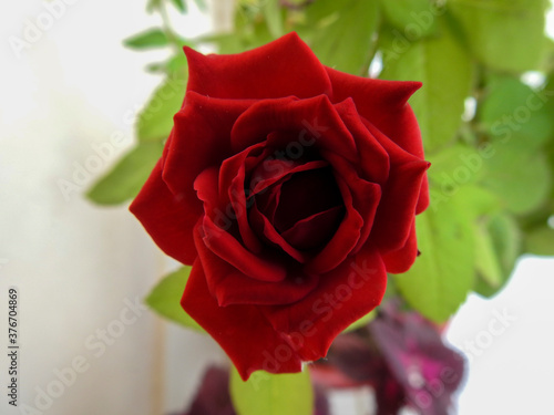 single red rose