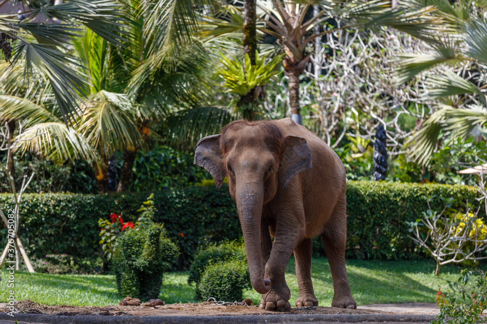 Fototapeta premium Critically endangered Sumatran elephant. Bali, Indonesia