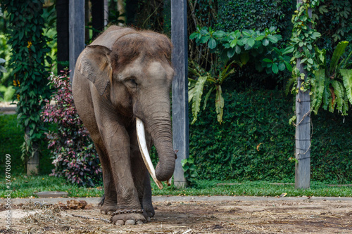 Critically endangered Sumatran elephant. Bali, Indonesia