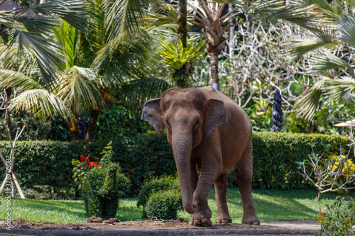 Critically endangered Sumatran elephant. Bali, Indonesia