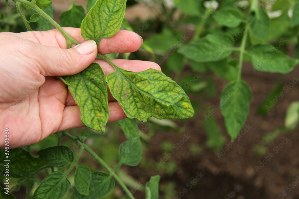 The agronomist holds in his hand a leaf of a tomato plant that has fallen ill with Phytophthora Infestans. Tomatoes got sick with late blight. Farming concept, farming farming on a farm. The agronomist holds in his hand a leaf of a tomato plant that has fallen ill with Phytophthora Infestans. Tomatoes got sick with late blight. Farming concept, farming farming on a farm.
