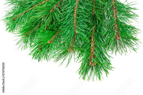 Pine branches on white background