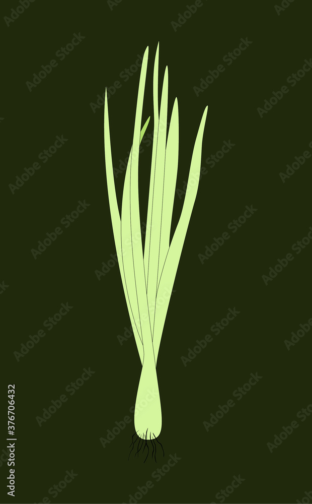 custom made wallpaper toronto digitalSpring Sprouting onion isolated on dark background. Lined vector illustration. Fresh green food