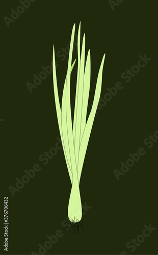 Spring Sprouting onion isolated on dark background. Lined vector illustration. Fresh green food