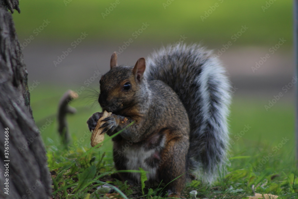 animaux animaux