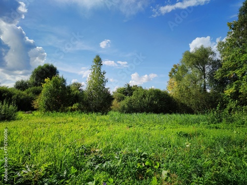 sunny landscape with green grass and trees on a blue sky background with clouds