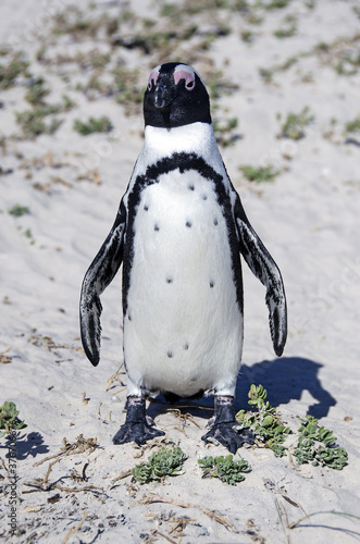 Penguin enjoying sun at Boulders Beach in South Africa