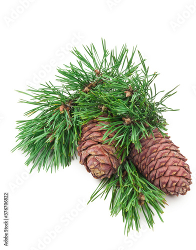 Cedar cones with branch on white