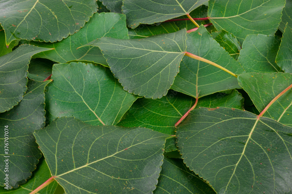 Fototapeta premium Aspen green leaves. Texture fof design