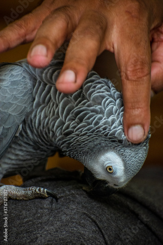 portrait of a Grey Parrot