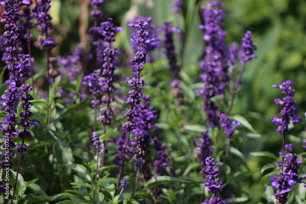 Obraz premium cimetière