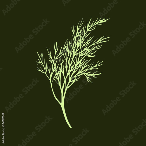 Fresh fennel branch isolated on dark green background. Dill bunch. Vector illustration.
