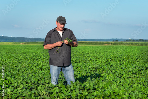 Farmer standing in soybean field on farm in rural country, examining and inspecting crop, pod, portrait, person, man, agriculture, agricultural, business owner, 