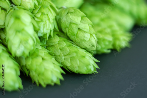 fresh green hop cones on a dark background