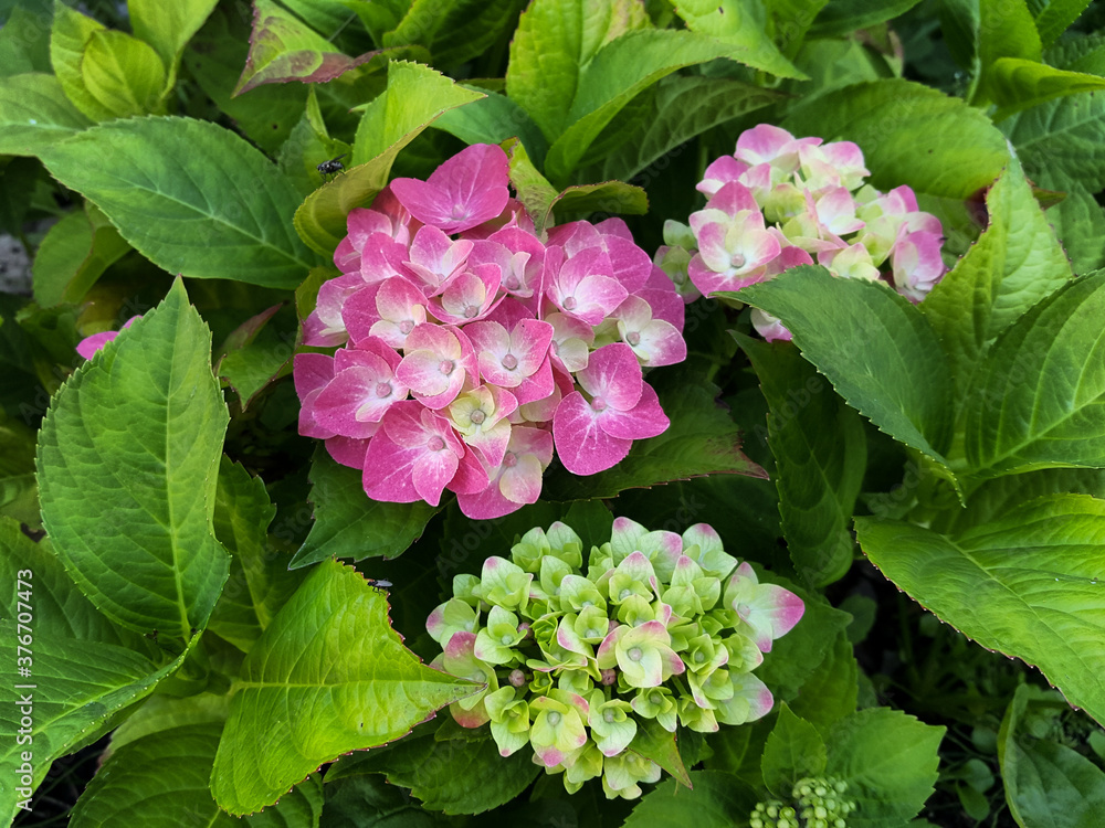 Hydrangea flowers are pink, from white-green to purple, in natural conditions against the background of their own greenery. Hydrangea flowers are pink, from white-green to purple, in natural conditions against the background of their own greenery.